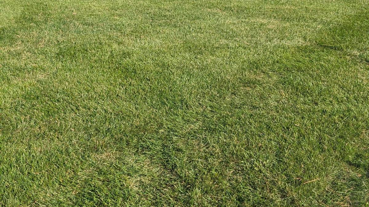 Open lawn and common area beside resident parking, freshly cut