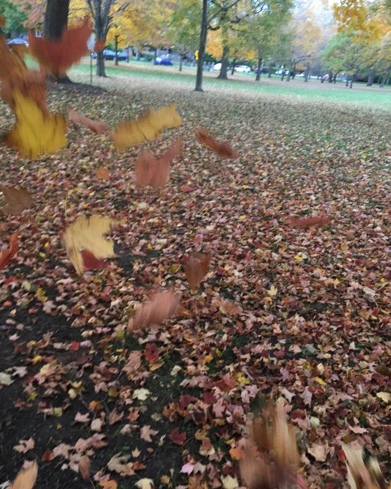Lawn and drive edge under a dense layer of fallen leaves, more still coming down